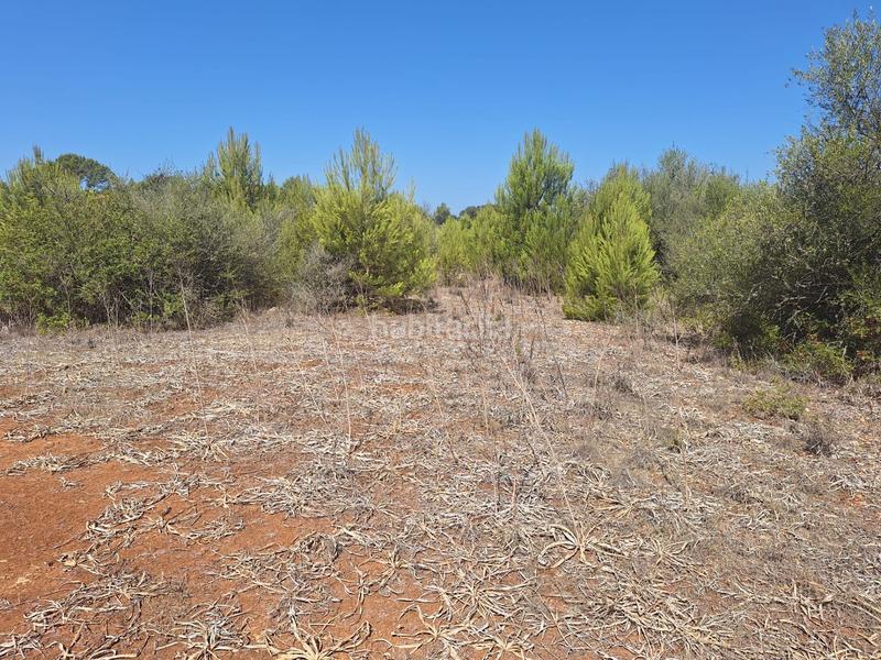 Foto c463746f-b144-4733-bbd6-4ff9f4f8461d. Terreny residencial a Algaida