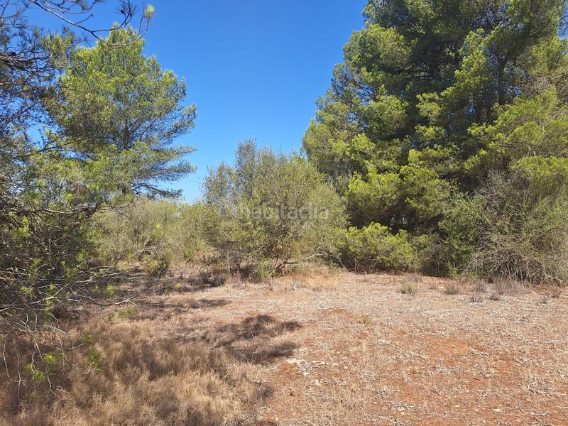Foto c84b25f0-0272-4c5b-8f13-f73847e8422d. Terreny residencial a Algaida
