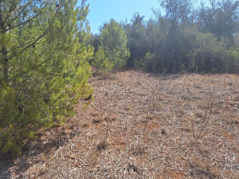 Foto d8294c8a-5524-40de-bd8b-0ef20e3ad3c1. Terreny residencial a Algaida