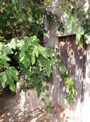 Rural plot in Sa Pobla