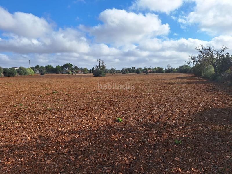 Foto a03b0bdb-591b-41e1-bbdb-ce6af5c8dea4. Terreny residencial a Llucmajor interior Llucmajor