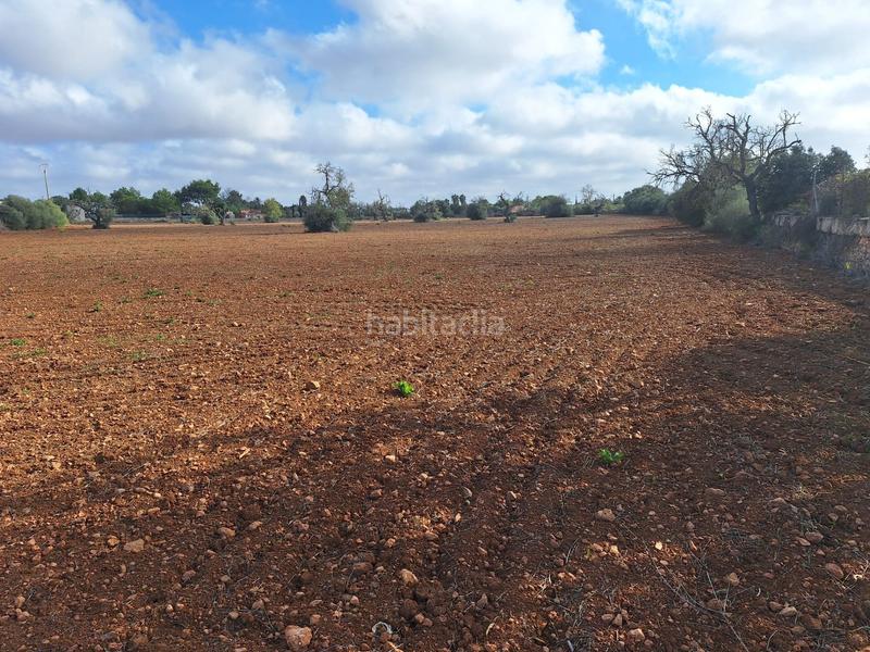 Foto bb881a9d-dd42-42fb-b4a0-5cc077483594. Terreny residencial a Llucmajor interior Llucmajor