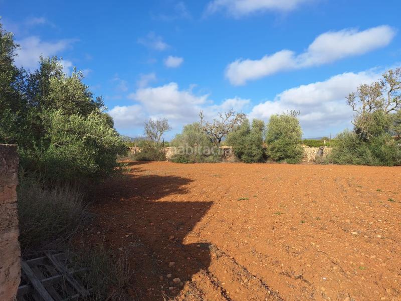 Foto cf4e67d6-406b-4bd3-9427-908128250a85. Terreny residencial a Llucmajor interior Llucmajor