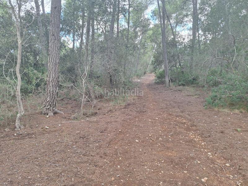 Foto 92bea701-1c98-45c1-9766-84d1f173d13d. Finca rústica a Algaida