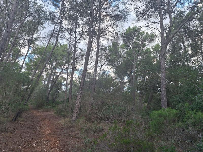 Foto d562460a-cbb7-4b8e-89c0-1a4345ee6892. Wohngrundstück in Algaida