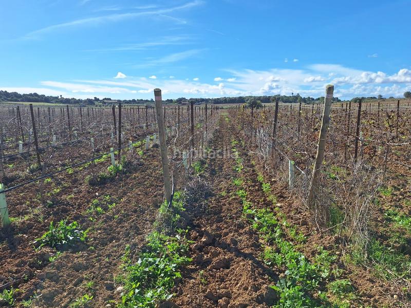 Foto 383eba91-40c0-4da1-94fe-77fb16cc33fb. Residential plot in Santa Margalida poble Santa Margalida