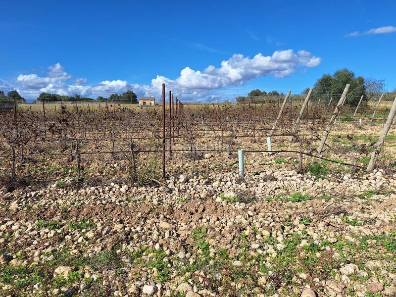 Foto 77608bec-0f68-4136-a3fe-3c16ff659f1b. Residential plot in Santa Margalida poble Santa Margalida