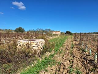 Terreny residencial a Santa Margalida Poble. Se pone a la venta viñedo en producción.