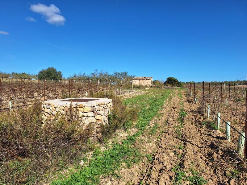 Foto 86305f0a-8d13-4fa8-8daa-ba9fe02abd51. Residential plot in Santa Margalida poble Santa Margalida