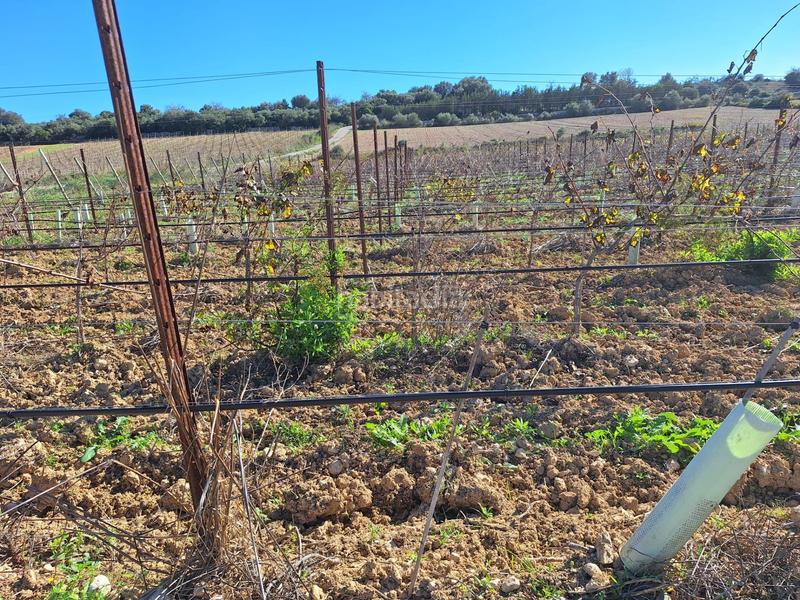 Foto 95ce6042-acfe-40b4-a125-baae5fd048c1. Residential plot in Santa Margalida poble Santa Margalida