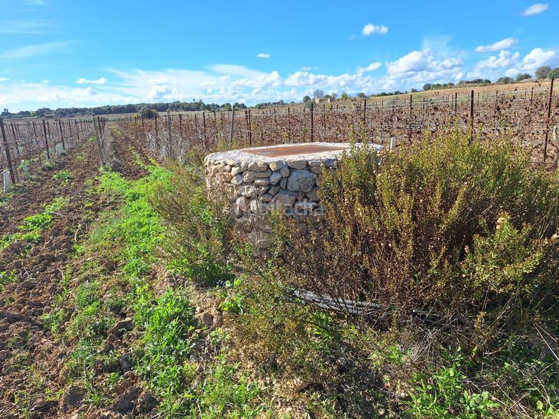 Foto 9e35903b-5373-486a-abc7-2a31baf19c78. Residential plot in Santa Margalida poble Santa Margalida