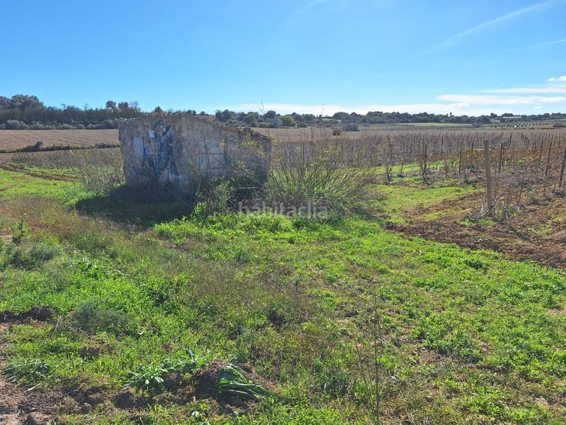 Foto a64701d7-9b86-442d-8232-c50465e75744. Residential plot in Santa Margalida poble Santa Margalida