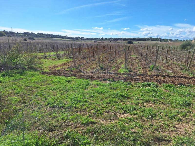 Foto c799021d-7094-4d04-bb5d-227331e7c2f9. Residential plot in Santa Margalida poble Santa Margalida