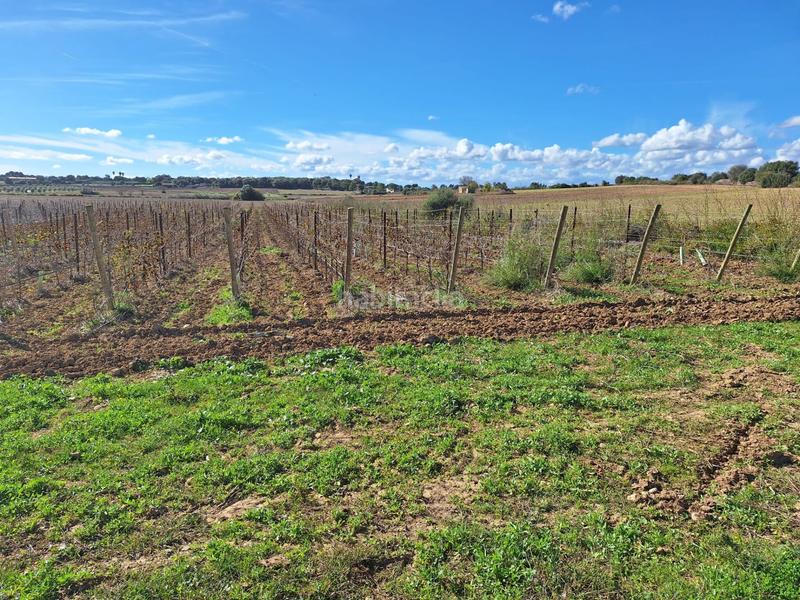 Foto d8cce22f-783f-4892-8a64-9ad739d77874. Residential plot in Santa Margalida poble Santa Margalida