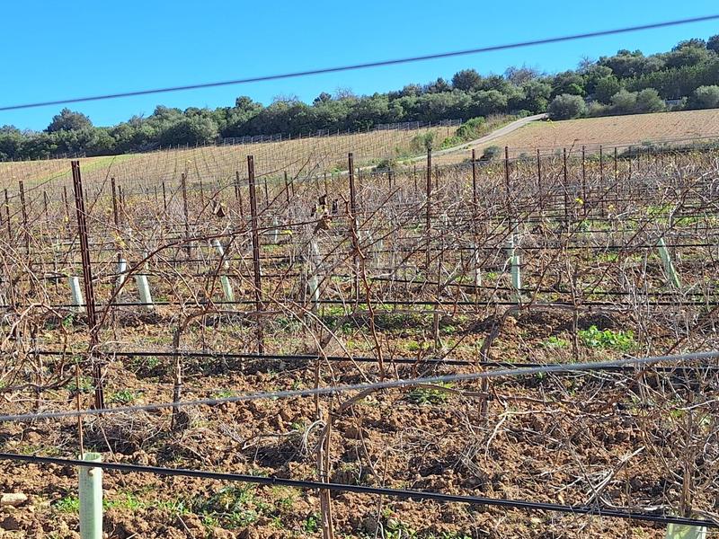 Foto ed5b5182-8091-45a7-9437-8d3ac45dcabc. Residential plot in Santa Margalida poble Santa Margalida