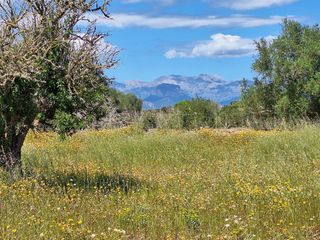 Mas à Algaida. Magnifica finca en un entorno idílico para construir la casa de