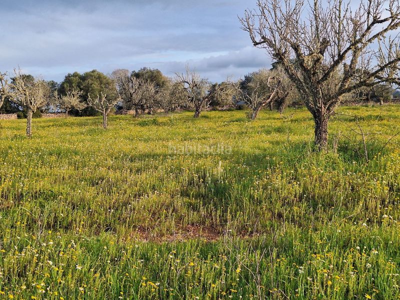 Foto 2ae3ae73-575f-4a25-8fb9-48ff323aa15f. Masia a Algaida