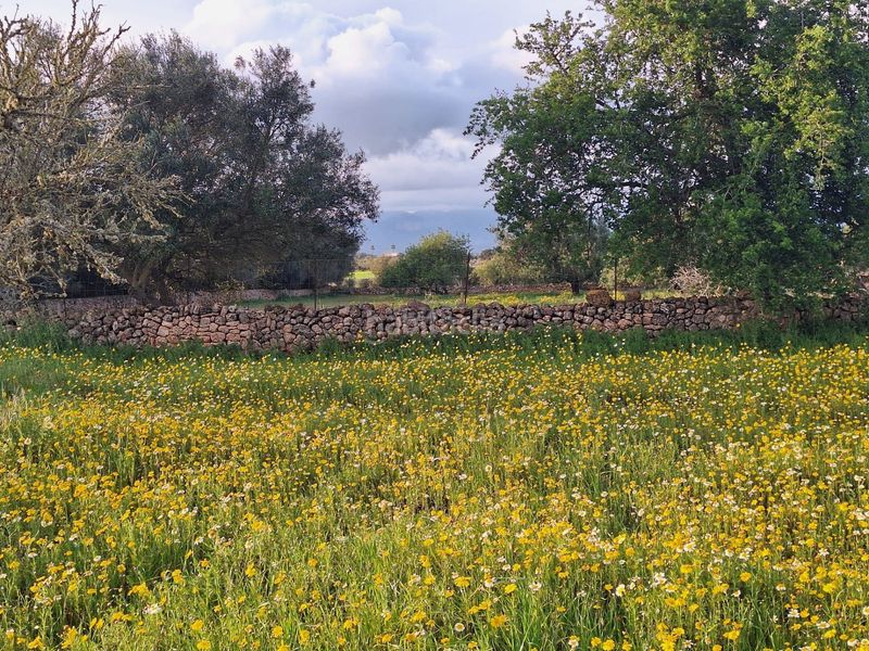 Foto 4ee42b0d-8257-49e5-b014-216d338066cb. Masia a Algaida