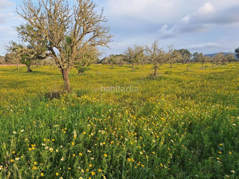 Foto 5ad8ac22-082e-49cf-b2a4-f994abbf1999. Masia a Algaida