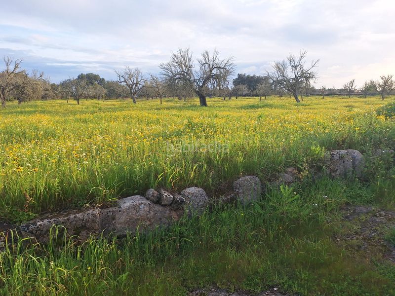 Foto 66c534c0-9c2e-4241-b8ec-bd9d413456ed. Masia a Algaida