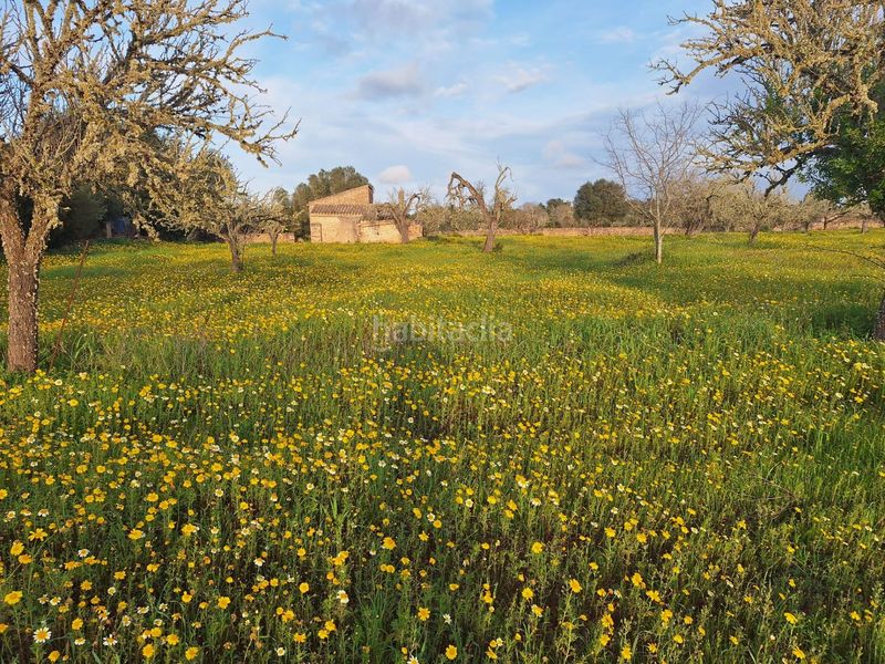 Foto 710d6a73-ff6b-4911-ad7f-b9577a7afedb. Masia a Algaida
