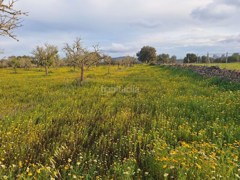 Foto 97b4a359-3f8e-4750-a77b-d11e597f9911. Masia a Algaida