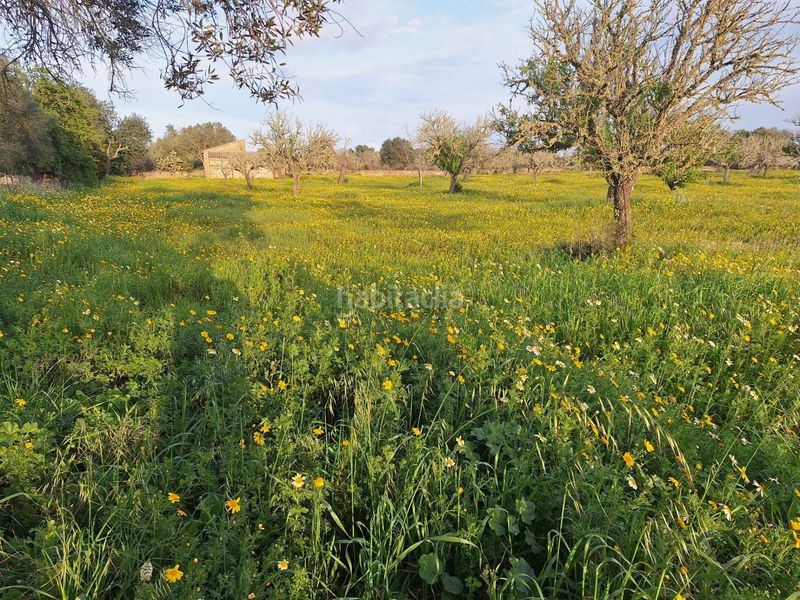 Foto b10f43e5-4463-45c8-b763-8489b6b47c43. Masia a Algaida