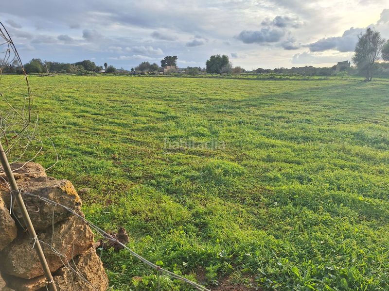 Foto ccf7e45e-ee72-44ab-95c9-a6d8bcf5dee0. Masia a Algaida