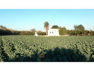 Landgut in Eucaliptus - Poble Nou del Delta. Finca rstica en paratge el carlet - amposta