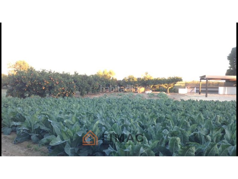 Foto 117407dc-5668-429e-9637-f0a5a5aae287. Finca rústica a Eucaliptus - Poble Nou del Delta Amposta