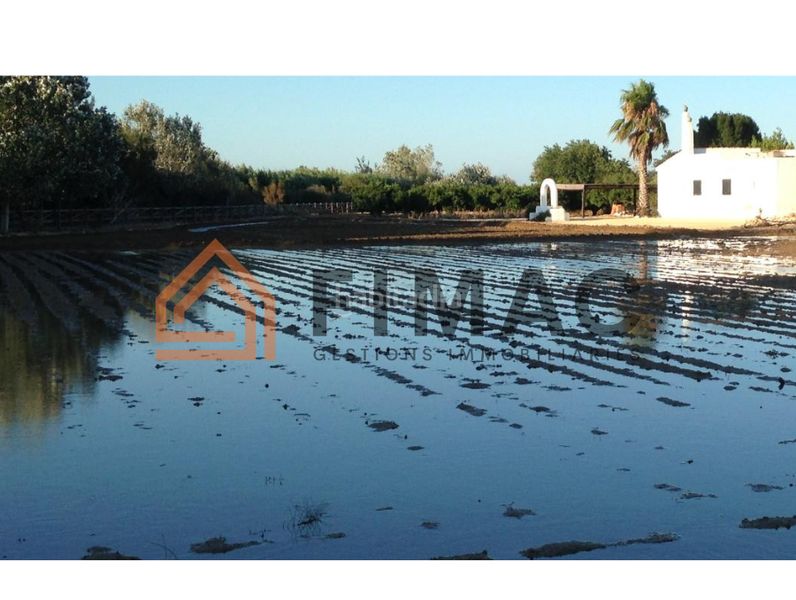 Foto 52abf465-ad71-4e7d-b801-fee2c62683c1. Finca rústica a Eucaliptus - Poble Nou del Delta Amposta