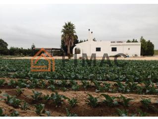 Fondo rustico in Eucaliptus - Poble Nou del Delta. Finca rústica en paratge el carlet - amposta