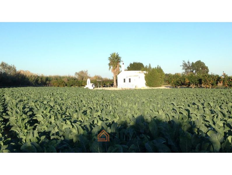 Foto ee38337f-03de-4193-83eb-d60d9178b547. Finca rústica a Eucaliptus - Poble Nou del Delta Amposta