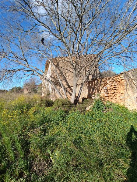 Foto 53cbb2d2-2a07-4681-bc31-692847e20632. FInca rústica a Zona Periurbana Inca