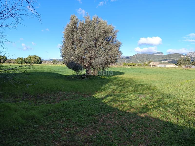 Foto 691d4664-28f0-436b-b30c-097d6fd75450. FInca rústica a Zona Periurbana Inca