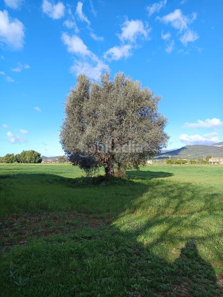 Foto b5685e4f-abfc-4c80-87db-cde846acb575. FInca rústica a Zona Periurbana Inca
