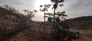 Finca rústica a Chimiche. Terreno rústico con cuevas, tanque de agua y cultivo en chimiche