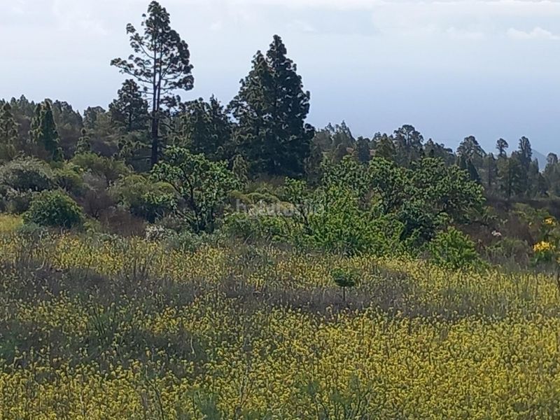 Foto a5cbb111-55d0-484c-9059-040993c1c04e. Finca rústica a Vilaflor