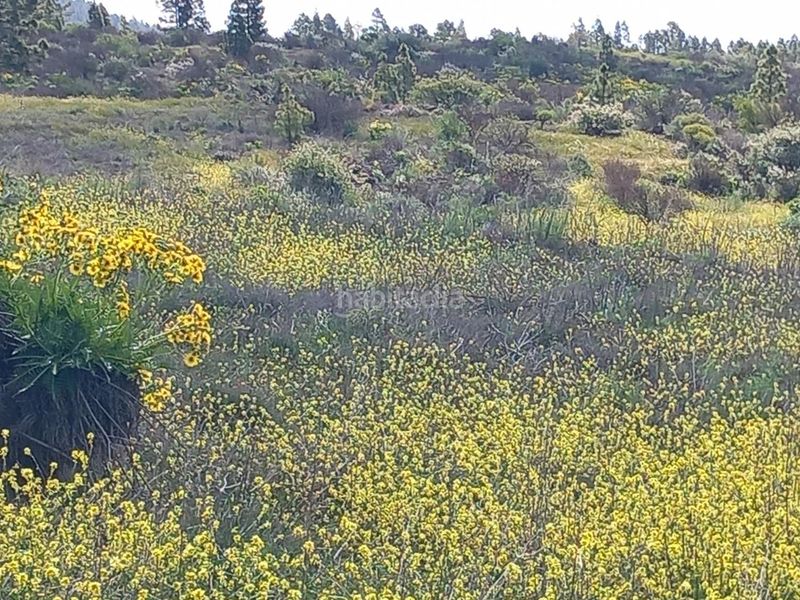 Foto bc310726-ea03-4527-98ee-875f7e2d9d3b. Finca rústica a Vilaflor