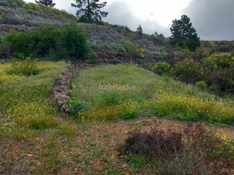 Foto fdb1608c-df85-43bf-b17c-f13d56d77751. Finca rústica a Vilaflor