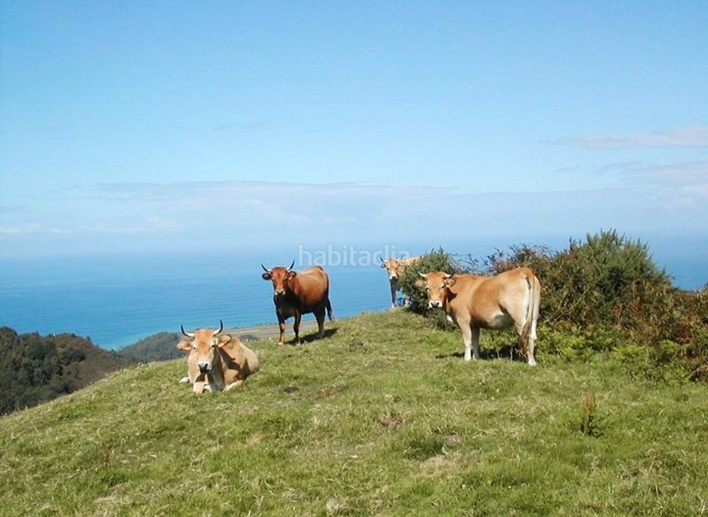 Foto 578c7995-e8b9-4d3b-a853-d1a9981d517a. Wohngrundstück in Cudillero