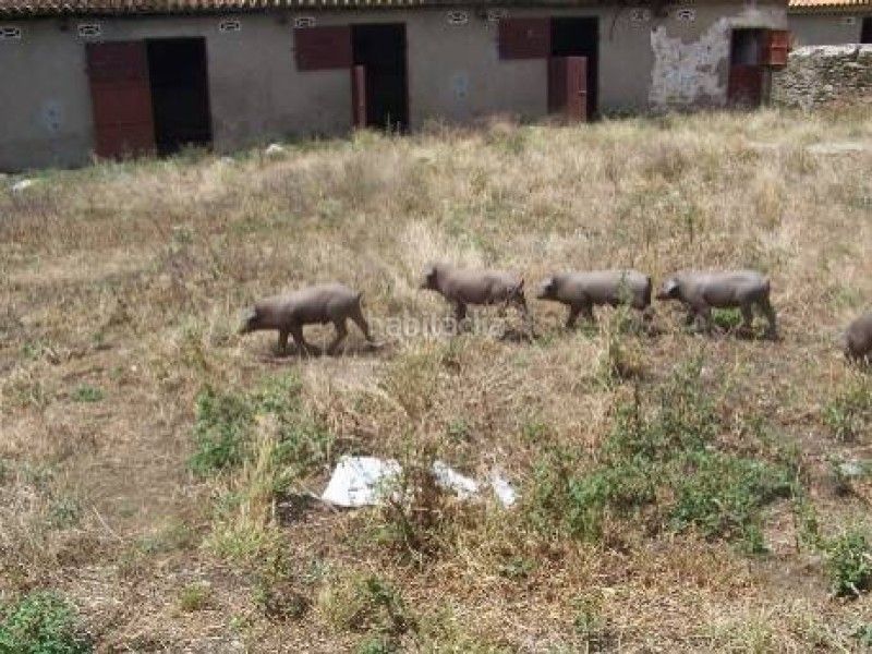 Foto 15a92abb-7c2f-411a-a277-a313416806f0. Finca rústica a Alcántara