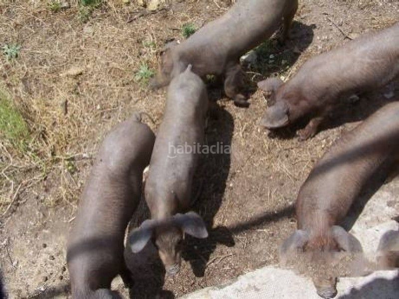 Foto c78f5c74-8475-47a9-be50-1cadbb8e7911. Finca rústica a Alcántara