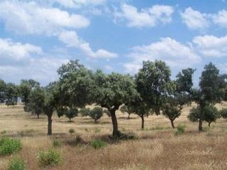 Finca rústica a Alcántara. Terreno en venta en alcantara  alcántara cáceres