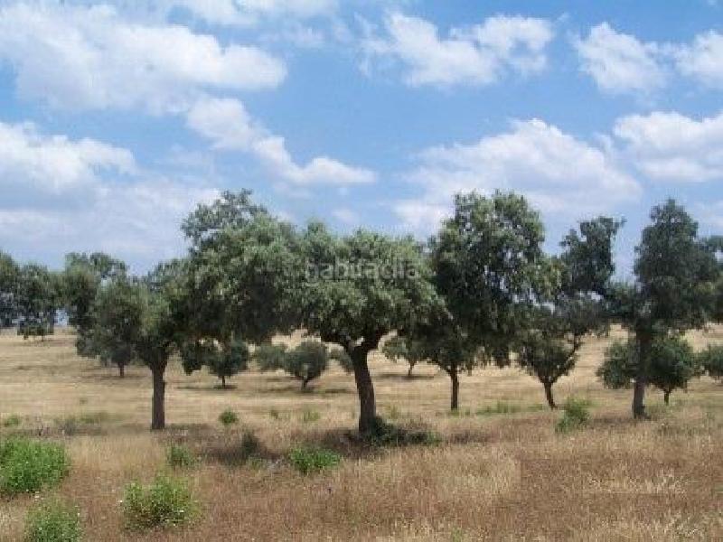 Foto f33833be-8ef1-4ed5-ba4a-5b80933335f9. Finca rústica a Alcántara