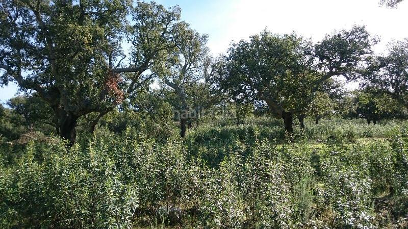 Foto 77b2b8c1-d5a9-4f59-a008-4e6376a4179f. Finca rústica terreno en venta en san vicente de alcantara cáceres en Salorino