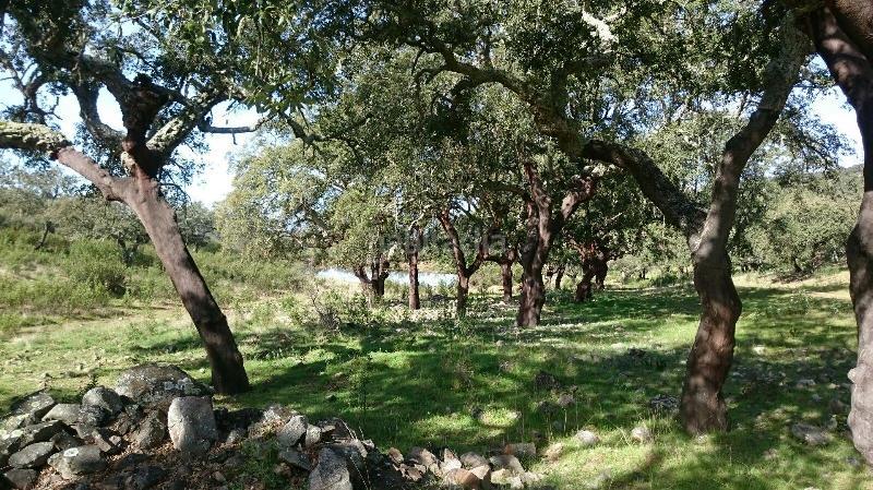 Foto 7f9419f0-a8c7-47b0-bd1c-2c66060930c1. Finca rústica terreno en venta en san vicente de alcantara cáceres en Salorino
