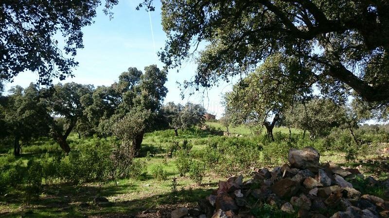 Foto ae037080-c125-4152-bc82-2c02b38c2028. Finca rústica terreno en venta en san vicente de alcantara cáceres en Salorino