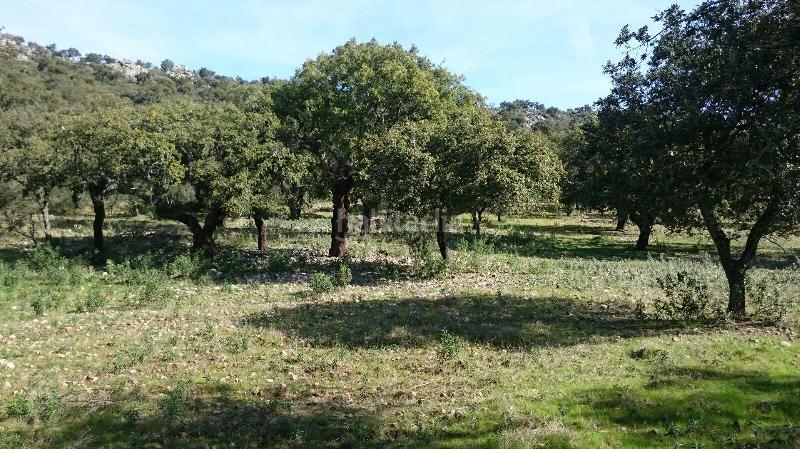 Foto bd90fd4e-3cfa-4de8-8d6f-bf89f3bab8f0. Finca rústica terreno en venta en san vicente de alcantara cáceres en Salorino