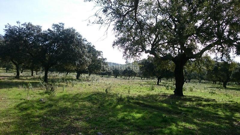 Foto eccb97ca-b3e9-4514-be7c-28387ea225bc. Finca rústica terreno en venta en san vicente de alcantara cáceres en Salorino
